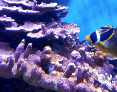 Unlocking Nature's Potential: How Pink Algae Ink Supercharges Coral Reef Growth by 20x, Reviving Marine Ecosystems!