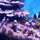 Unlocking Nature's Potential: How Pink Algae Ink Supercharges Coral Reef Growth by 20x, Reviving Marine Ecosystems!