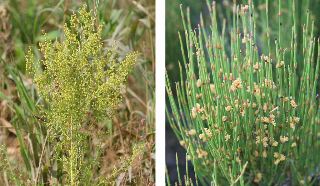 Unlocking Nature's Secrets: How the Salk Institute Turns Native Plants into Hope for Weight Loss, Allergy Relief, and Healthier Living