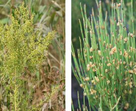 Unlocking Nature's Secrets: How the Salk Institute Turns Native Plants into Hope for Weight Loss, Allergy Relief, and Healthier Living