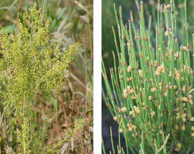 Unlocking Nature's Secrets: How the Salk Institute Turns Native Plants into Hope for Weight Loss, Allergy Relief, and Healthier Living