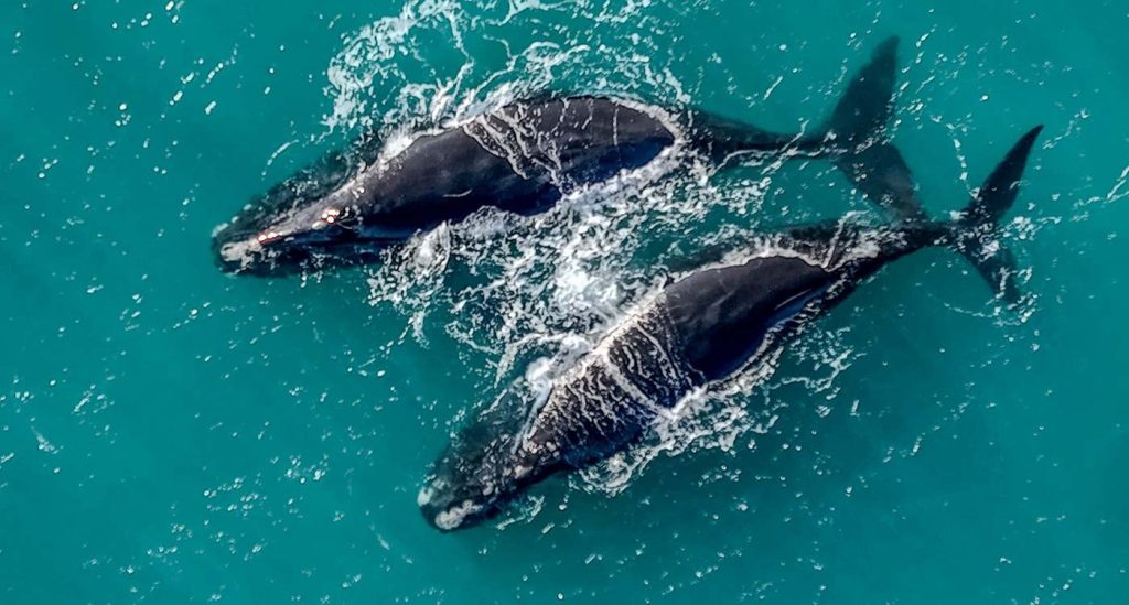 Unprecedented Love: A Vagrant Pair of Right Whales Dazzles the Bahamas with Their Extraordinary Journey