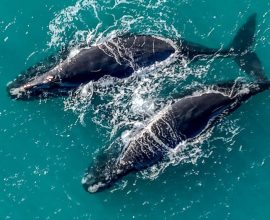Unprecedented Love: A Vagrant Pair of Right Whales Dazzles the Bahamas with Their Extraordinary Journey