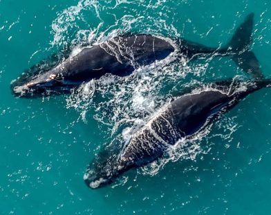 Unprecedented Love: A Vagrant Pair of Right Whales Dazzles the Bahamas with Their Extraordinary Journey