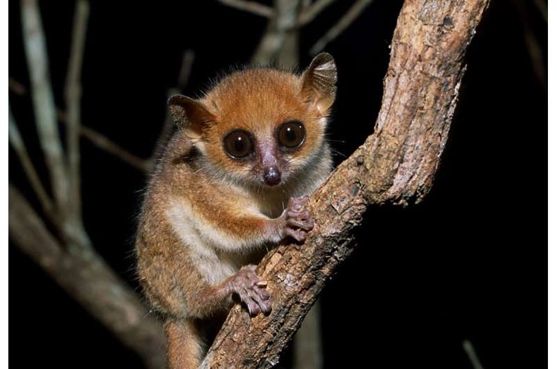 The smallest primate in the world, Madame Berthe's mouse lemur, is threatened with extinction. Credit: Manfred Eberle, Deutsches Primatenzentrum GmbH Red alert for our closest relatives