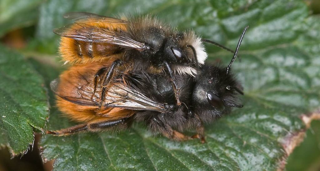Warm Weather Awakens the European Orchard Bee: A New Guardian of UK Gardens and Crops