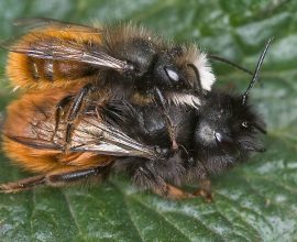 Warm Weather Awakens the European Orchard Bee: A New Guardian of UK Gardens and Crops