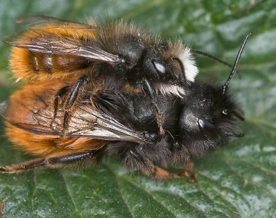 Warm Weather Awakens the European Orchard Bee: A New Guardian of UK Gardens and Crops
