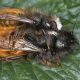 Warm Weather Awakens the European Orchard Bee: A New Guardian of UK Gardens and Crops