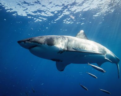 Where Can You Find the Best Places to Spot Great White Sharks?