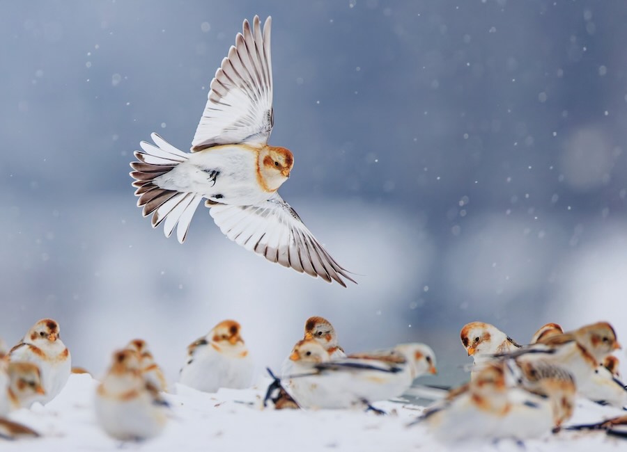 Snow buntings