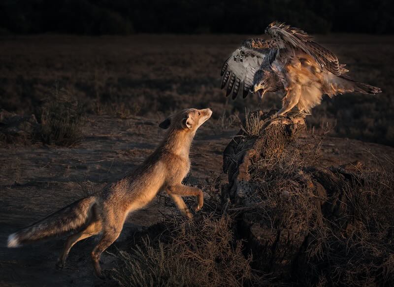 Fox chasing owl