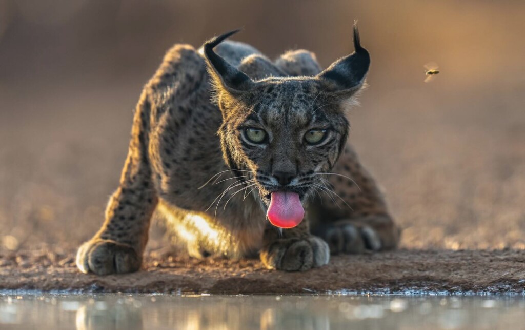 Female lynx