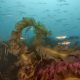 How the Decline of Kelp Forests is Disrupting the Gulf of Maine's Food Chain