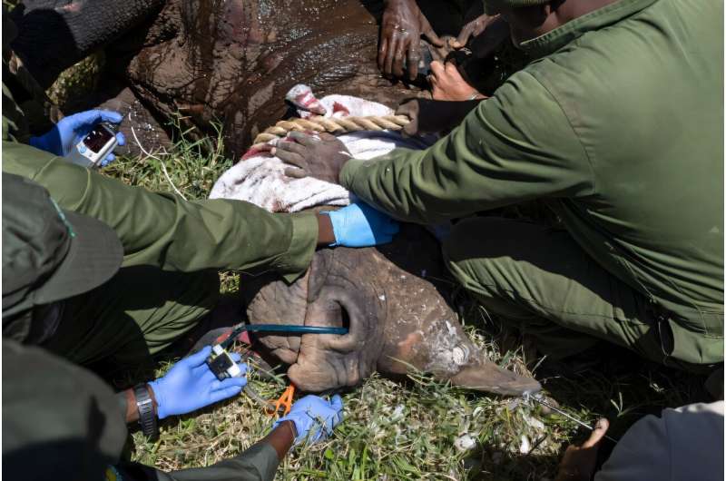 Vets rush to take care of the rhino while it is out. Vets rush to take care of the rhino while it is out