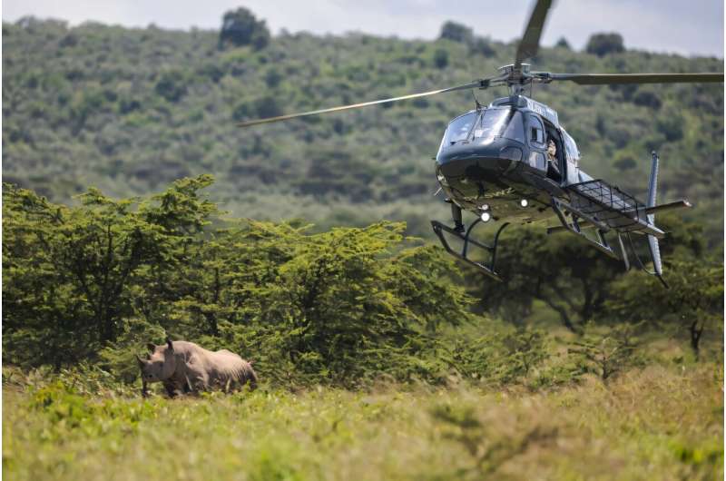 Rhinos are darted from a helicopter but often run for cover. Rhinos are darted from a helicopter but often run for cover