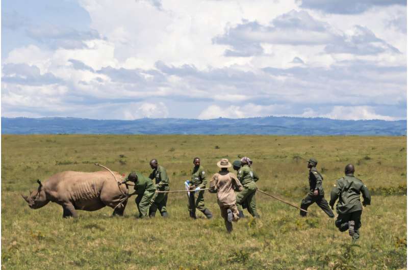 Some 20 rhinos have been moved to Segera to bolster their reproduction chances. Some 20 rhinos have been moved to Segera to bolster their reproduction chances