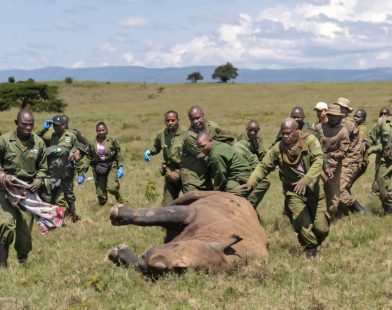 Moving a Rhino: A Guide to Safely Relocating These Majestic Creatures