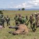 Moving a Rhino: A Guide to Safely Relocating These Majestic Creatures