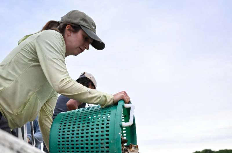 Adelle Thrush aids in planting oysters. Adelle Thrush, an intern with the Chesapeake Bay Foundation, helps dump a bucket of oysters into the water