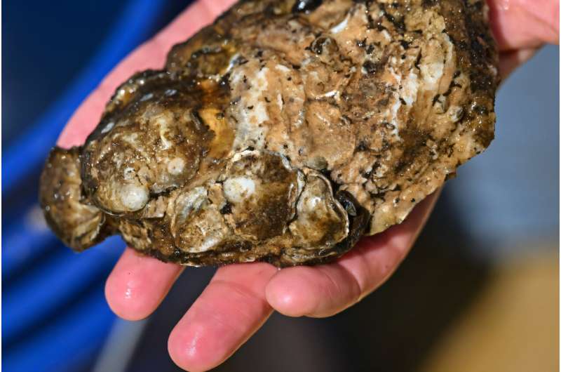 Baby oysters growing on recycled shells. Baby oysters growing on recycled shells