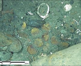 Uncovering the Secrets: What the San José Galleon's Coins Tell Us
