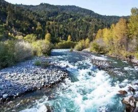 Restoration of Roots: Yurok Tribe Reclaims Ancestral Homelands in a Historic Triumph Over Dam Legacy
