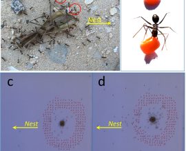 Teamwork in Action: Longhorn Crazy Ants Clear the Path for Their Sisters Carrying Food