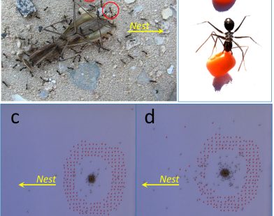 Teamwork in Action: Longhorn Crazy Ants Clear the Path for Their Sisters Carrying Food