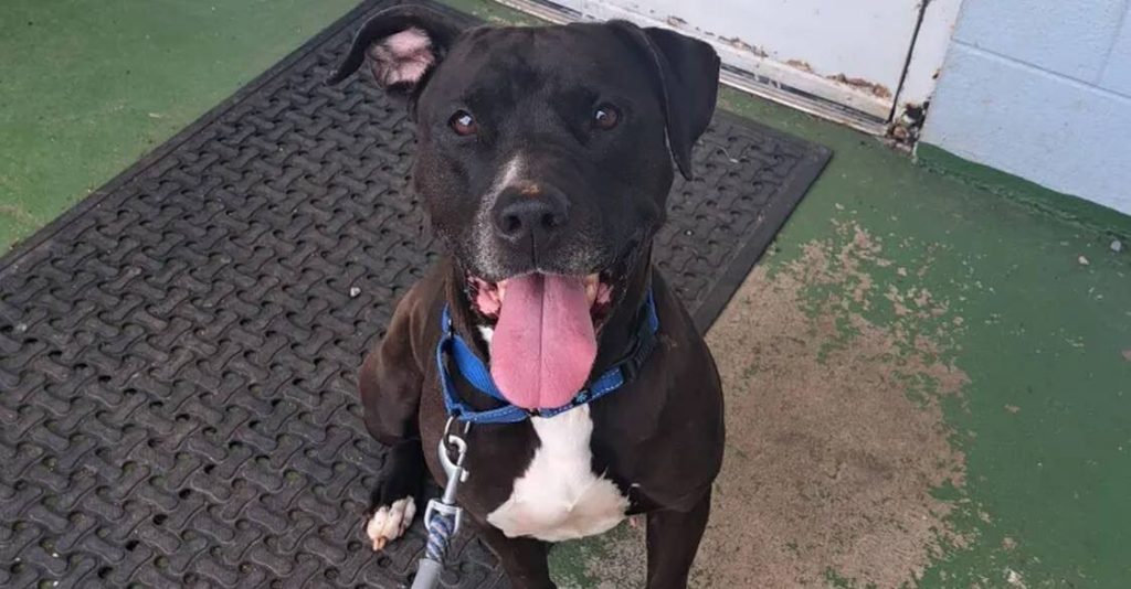 Unwavering Loyalty: How a Heroic Rescue Dog Stands Guard When a Stranger Needs Him Most