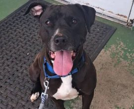 Unwavering Loyalty: How a Heroic Rescue Dog Stands Guard When a Stranger Needs Him Most