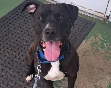 Unwavering Loyalty: How a Heroic Rescue Dog Stands Guard When a Stranger Needs Him Most