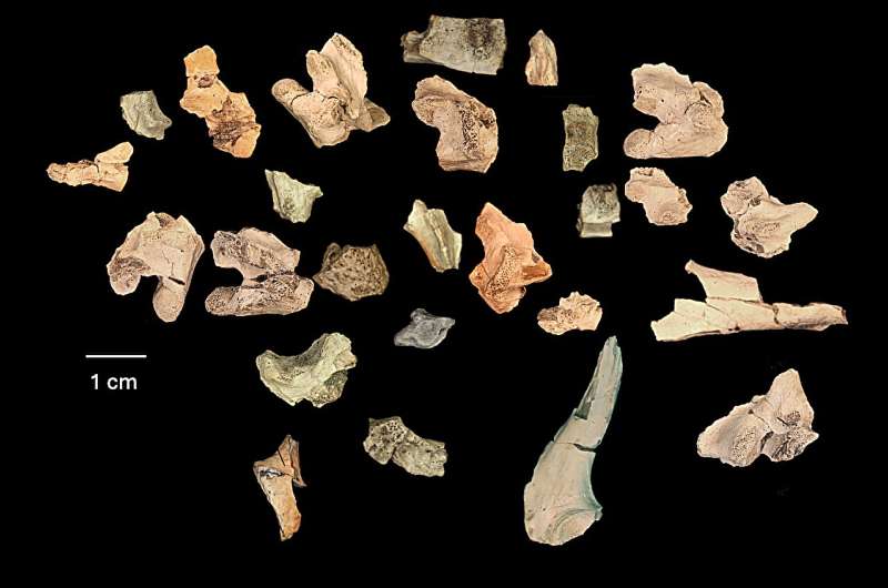 Identified bones belonging to Bolg amondol. They are not much to look at, but they are jam-packed with valuable information on the anatomy and lifestyle of Bolg amondol. Credit: Natural History Museum of Utah/Bureau of Land Management New monstersaur species a 'goblin prince' among dinosaurs