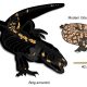 Ancient Giant Gila Monster Relative Discovered: A Peek into Its Fascinating Evolutionary Past