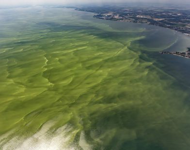 Warning: Mild to Moderate Algal Blooms Expected in Western Lake Erie