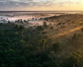 United for Nature: How Giant Corporations Are Paving the Way to Protect 15,000 Square Miles of Forests with WWF