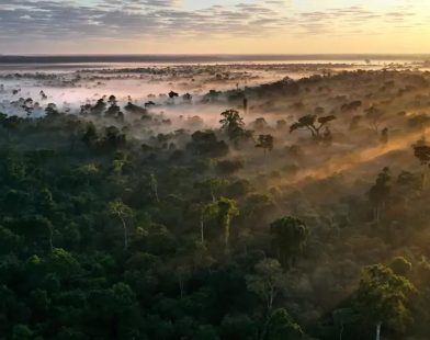 United for Nature: How Giant Corporations Are Paving the Way to Protect 15,000 Square Miles of Forests with WWF