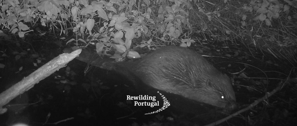 After 500 Years, Portugal Welcomes Home the Beaver: Nature's Resilient Builder Returns to Restore Harmony