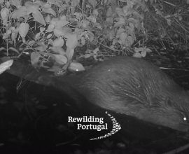 After 500 Years, Portugal Welcomes Home the Beaver: Nature's Resilient Builder Returns to Restore Harmony