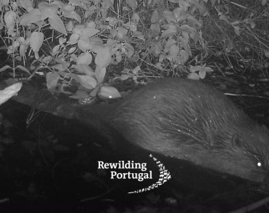 After 500 Years, Portugal Welcomes Home the Beaver: Nature's Resilient Builder Returns to Restore Harmony