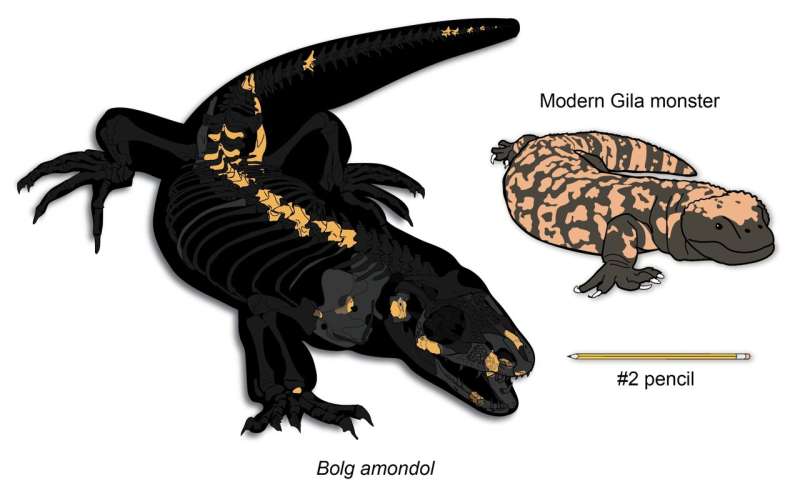 Size comparison of the holotype specimen of Bolg amondol and a modern Gila monster (Heloderma suspectum, right). Gold: preserved skeletal elements. Light gray: reconstructed elements based on preserved material. Dark gray: missing skeletal elements, based off publicly available rendered CT scans of Heloderma horridum available on morphosource.org. Credit: Natural History Museum of Utah/Bureau of Land Management New monstersaur species a 'goblin prince' among dinosaurs