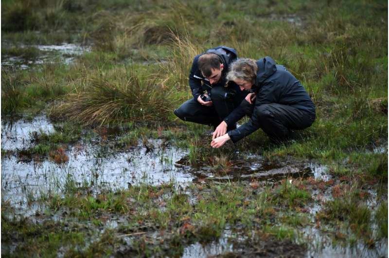 Peatlands, such as this area in southern Dorset in England, contain comparable amounts of carbon to rainforests. Peatlands, such as this area in southern Dorset in England, contain comparable amounts of carbon to rainforests