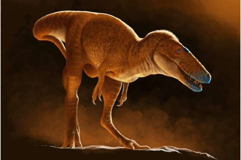 This handout artist's illustration made available by University of Calgary on June 6, 2025, showcases the newly discovered dinosaur species Khankhuuluu mongoliensis, an ancestor of Tyrannosaurus Rex. Misidentified bones that languished at the Institute of Paleontology of the Mongolian Academy of Sciences for 50 years belong to a new species that reshapes the narrative of T-Rex's family history, according to scientists on June 4, 2025. New T-Rex ancestor discovered in drawers of Mongolian institute