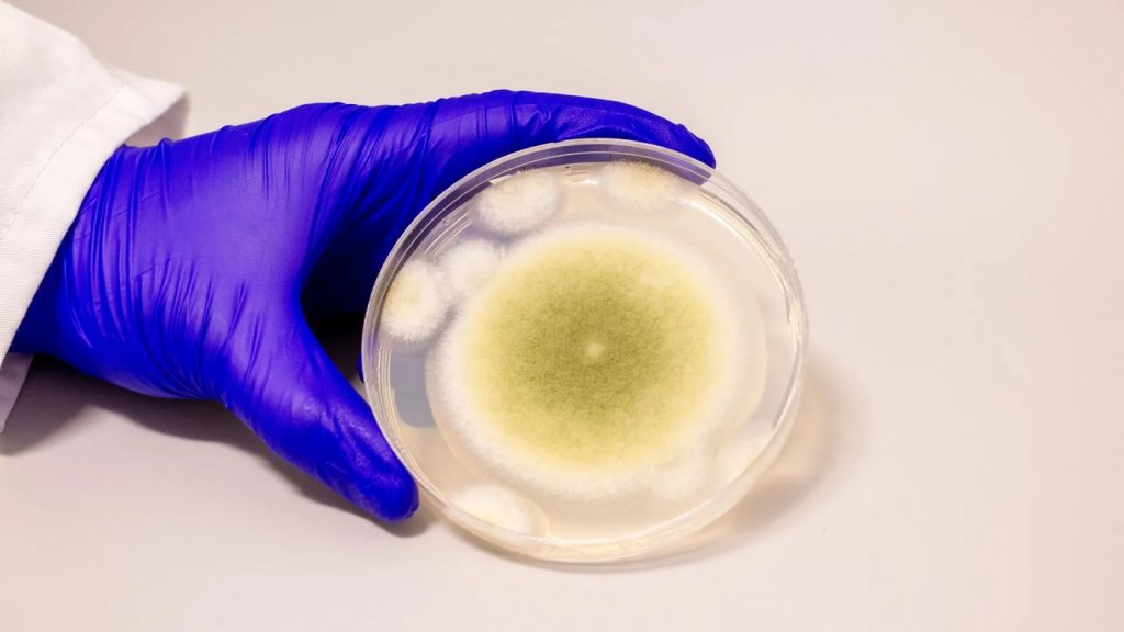 From Darkness to Hope: How a Deadly Tomb Fungus May Illuminate New Paths for Leukemia Treatment
