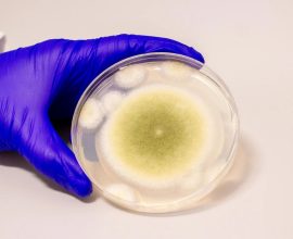 From Darkness to Hope: How a Deadly Tomb Fungus May Illuminate New Paths for Leukemia Treatment
