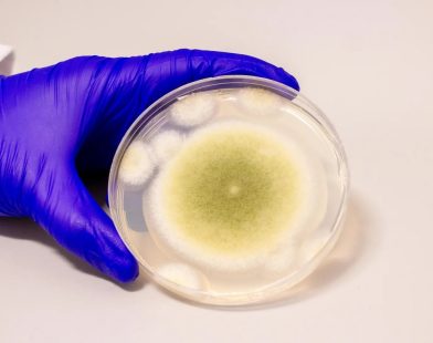 From Darkness to Hope: How a Deadly Tomb Fungus May Illuminate New Paths for Leukemia Treatment