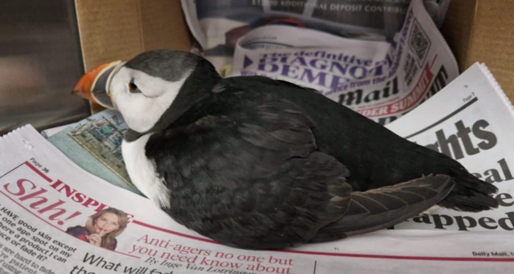 From Isolation to Safety: The Heartwarming Rescue of a Daring Puffin Found 100 Miles from Home
