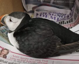 From Isolation to Safety: The Heartwarming Rescue of a Daring Puffin Found 100 Miles from Home