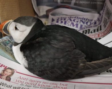 From Isolation to Safety: The Heartwarming Rescue of a Daring Puffin Found 100 Miles from Home