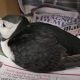 From Isolation to Safety: The Heartwarming Rescue of a Daring Puffin Found 100 Miles from Home